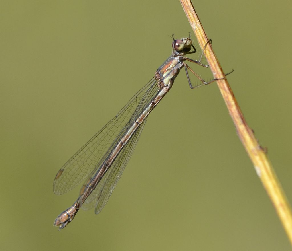 Chalcolestes viridis?  ....Chalcolestes sp.